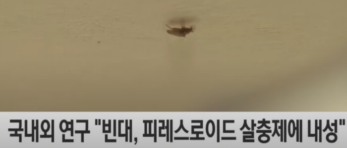 빈대 살충제 내성 뉴스