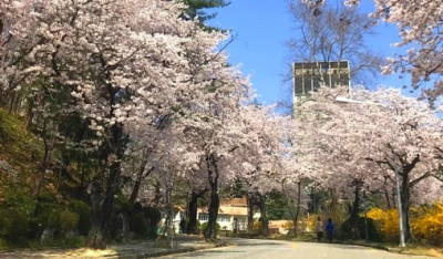 4.충남대 벚꽃