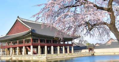 8. 경복궁 벚꽃